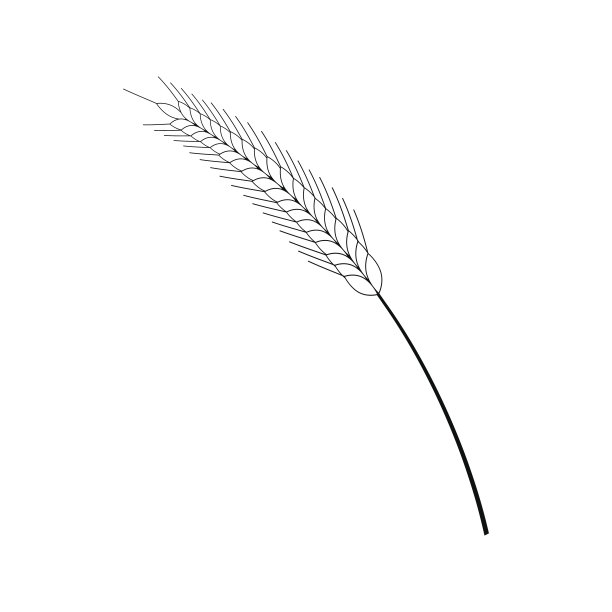 小麦耳朵插图图片下载