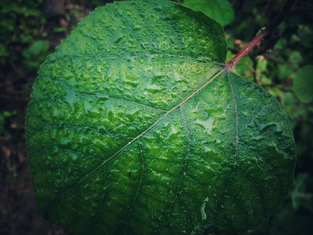 绿色的叶子图片下载