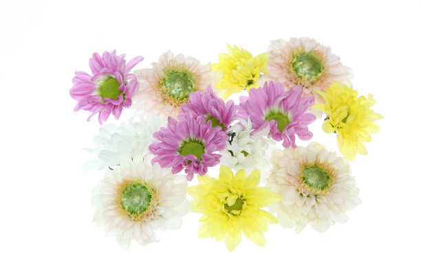 菊花头图片下载