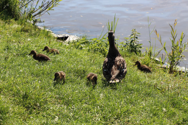 布拉格，一只母鸭在照看她的五只小鸭子图片下载