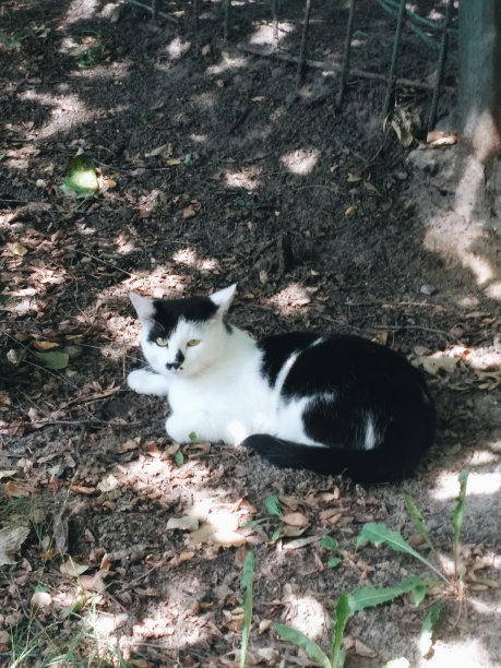 黑白猫躺在树叶和绿草上图片下载