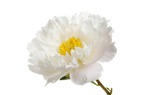 一种中心为黄色的白色牡丹的花。图片下载