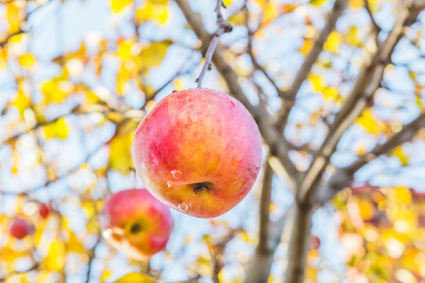 一个阳光明媚的花园里的晚秋苹果，特写图片下载