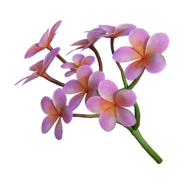 3D渲染鸡蛋花上的白色图片下载