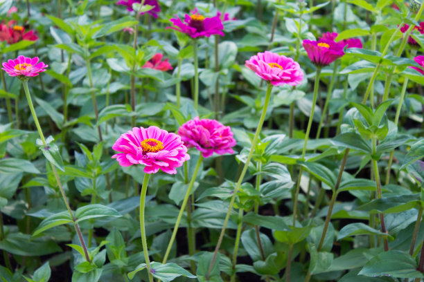 粉红色的鲜花百日草在绿叶中。自然背景。图片下载