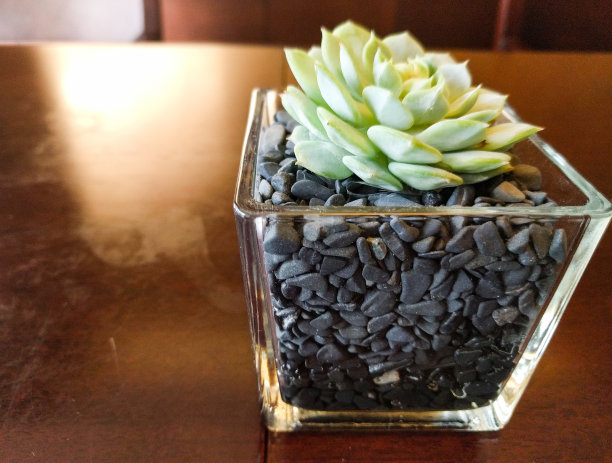 一个仙人掌图片下载