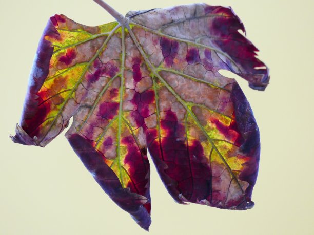 秋天的叶子颜色图片下载