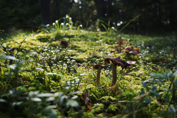 森林中的蘑菇图片下载