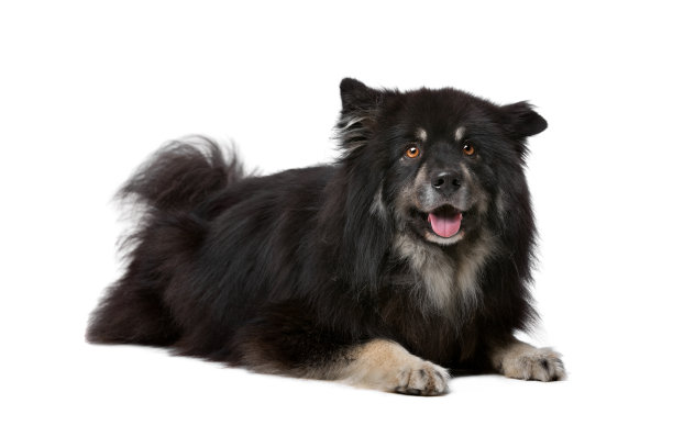 芬兰拉庞德在白色背景前图片下载