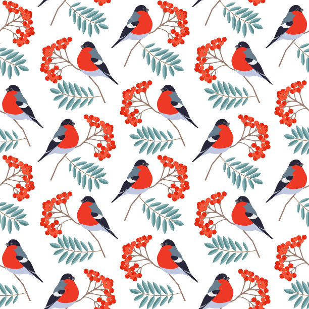 无缝模式与红腹灰雀在花楸枝孤立在白色背景。图片下载