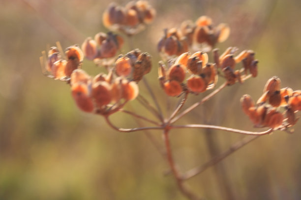 在模糊的背景上有成熟种子的植物的茎图片下载