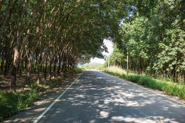 泰国街头崇尚自然图片下载