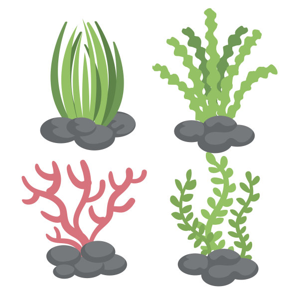 海洋生物的设计图片下载