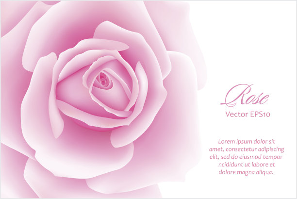 白色背景与粉红色玫瑰花。矢量图图片下载