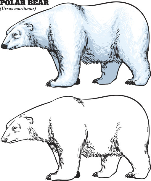 北极熊的手绘风格图片下载