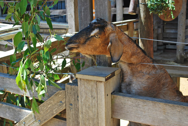 棕色的家养山羊在农场的畜栏里自食其力图片下载