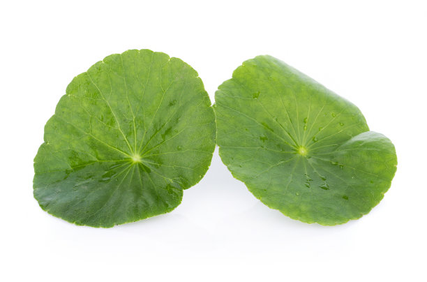 在白色的背景上孤立的亚洲的叶子葛图科拉的特写，一种亚洲的一种叶素材图片