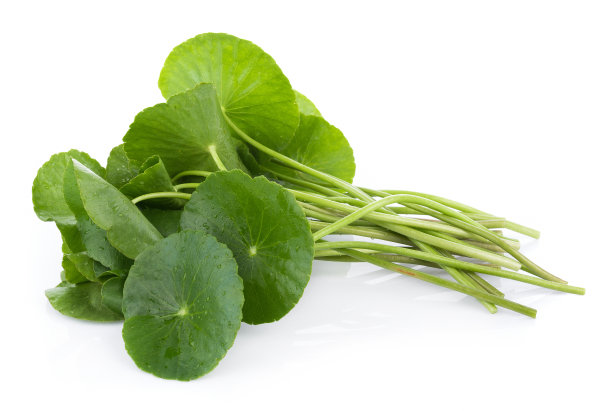 在白色的背景上孤立的亚洲的叶子葛图科拉的特写，一种亚洲的一种叶素材图片