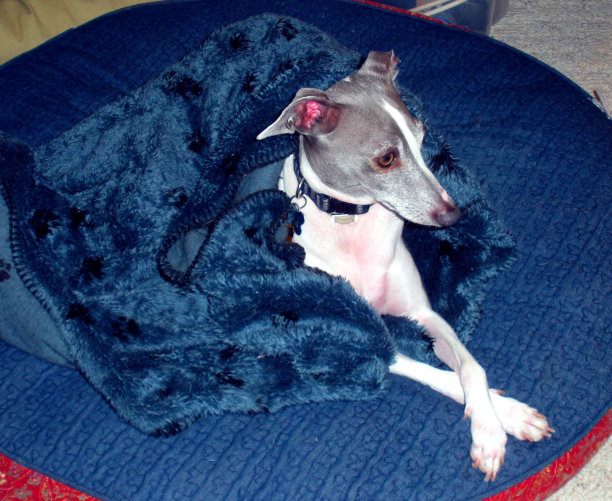 意大利灰狗保罗图片下载