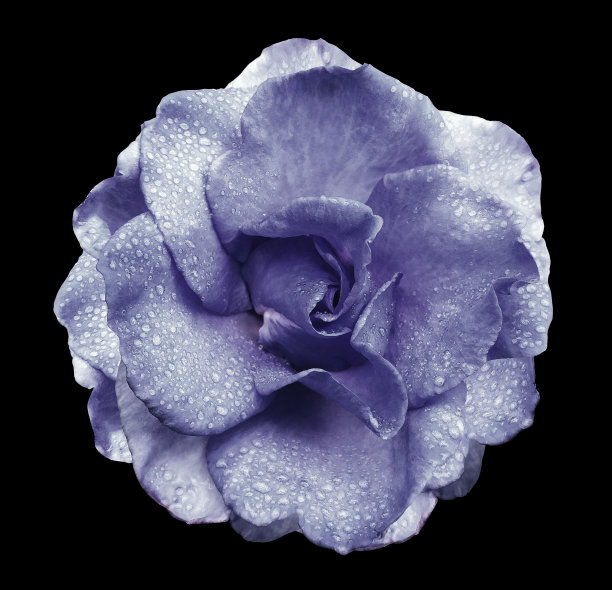 紫罗兰玫瑰花在黑色孤立的背景与剪切路径没有阴影。花瓣上有水滴的玫瑰。特写镜头。大自然。图片下载