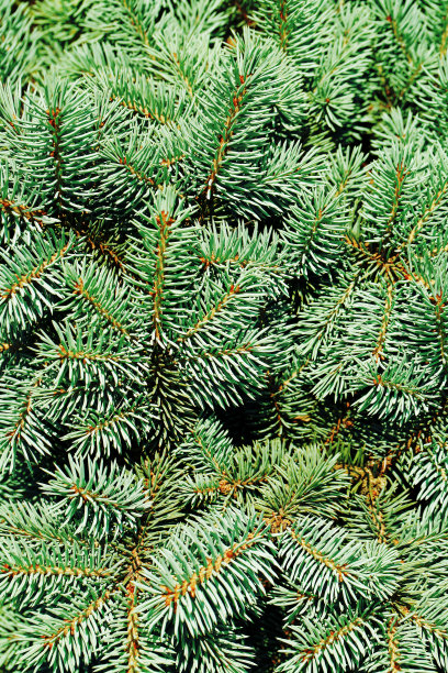 冷杉树枝特写图片下载