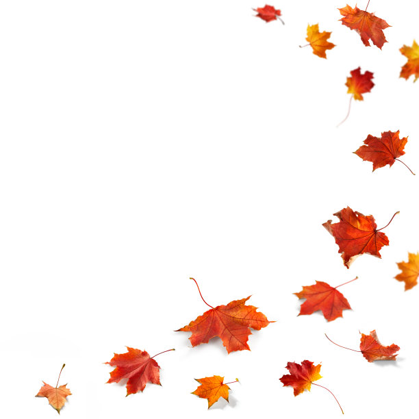 孤立的秋叶图片下载