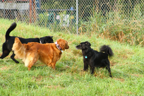 三只狗会议图片下载