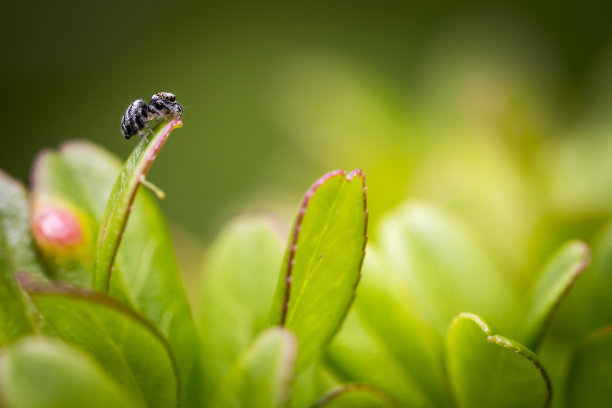 的跳蛛图片下载