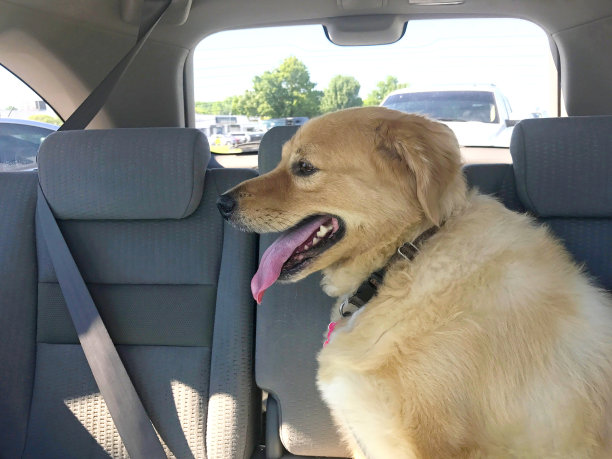 汽车后座上的金毛猎犬图片下载