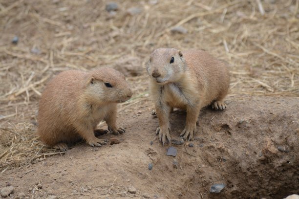 草原土拨鼠图片下载