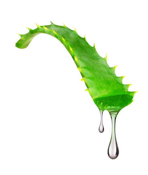 从芦荟植物的精华从叶子滴在白色图片下载