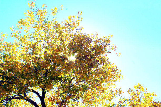 非常明亮的阳光透过黄色的杨木树枝图片下载