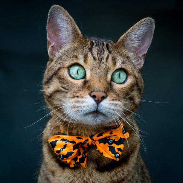 万圣节猫库存照片图片下载