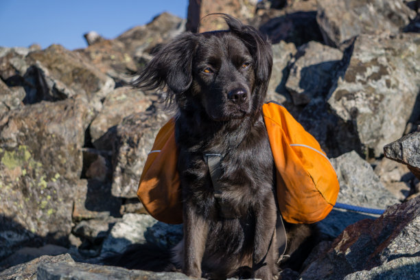 徒步登山的黑狗图片下载