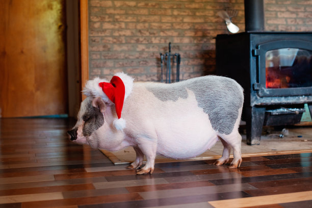 圣诞节的宠物图片下载