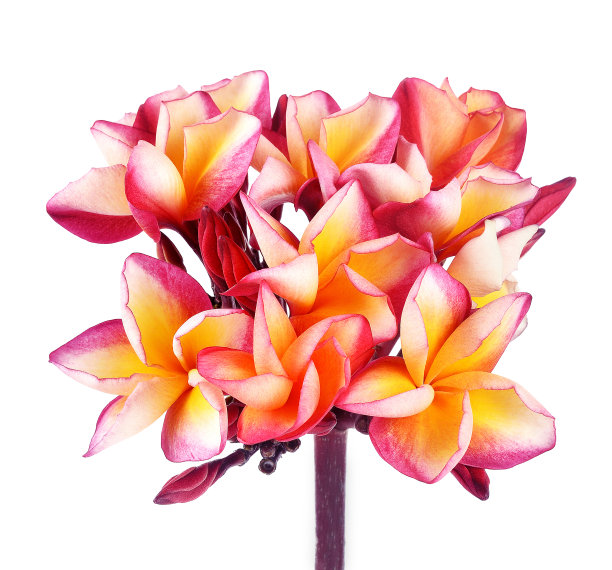 鲜艳的鸡蛋花孤立在白色背景上图片下载