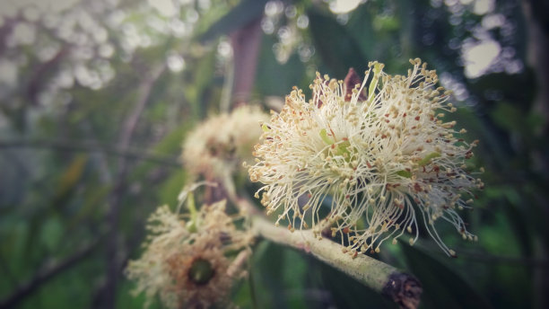 白色的花图片下载