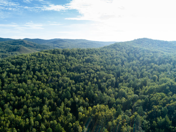 森林景观的航拍图片下载