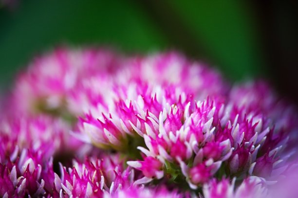 粉红色的花图片下载