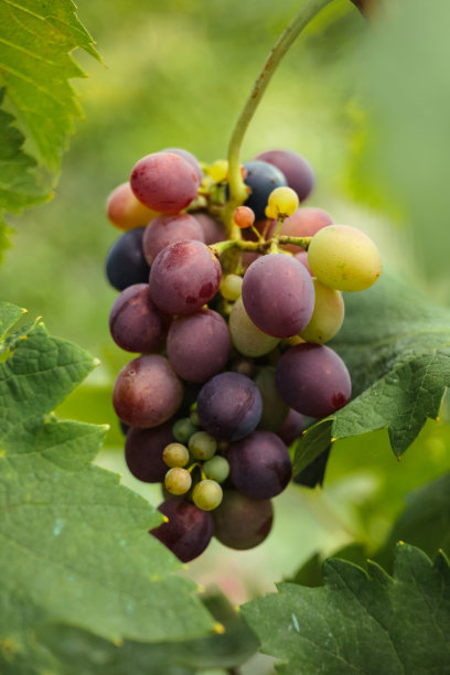 花园里的一串葡萄在树枝上图片下载