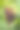 花园里的一串葡萄在树枝上图片下载