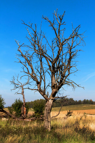 风景中有一棵干枯的老果树。干燥的李树。缺水的景观。图片下载