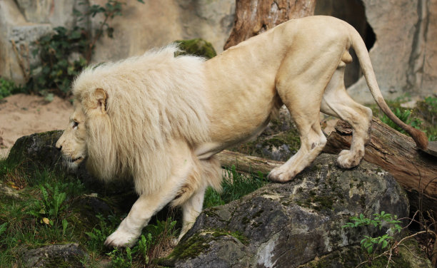 白色的非洲狮子图片下载