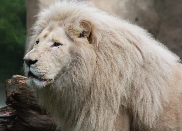 白色的非洲狮子图片下载
