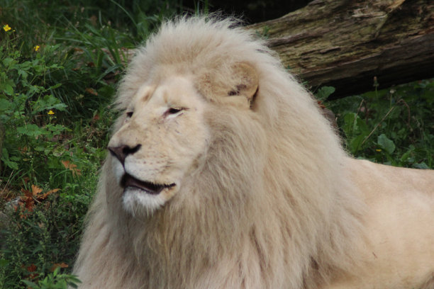 白色的非洲狮子图片下载