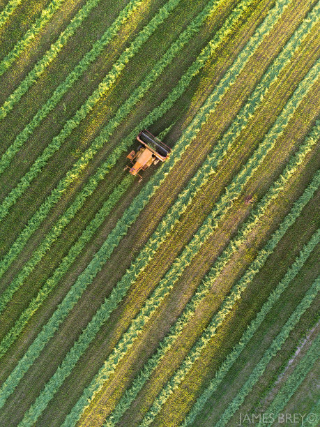 黎明时分，农业收获，鸟瞰图图片下载