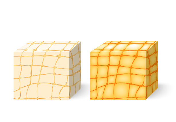 脂肪组织图片下载