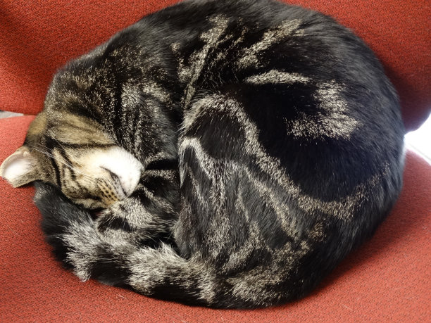 办公室里的猫正在打盹。图片下载