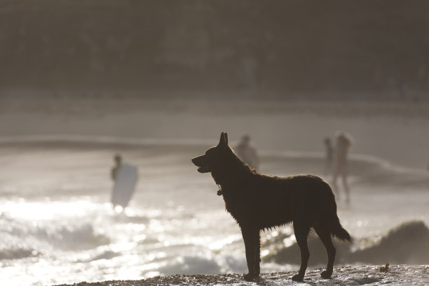 海边的狗图片下载