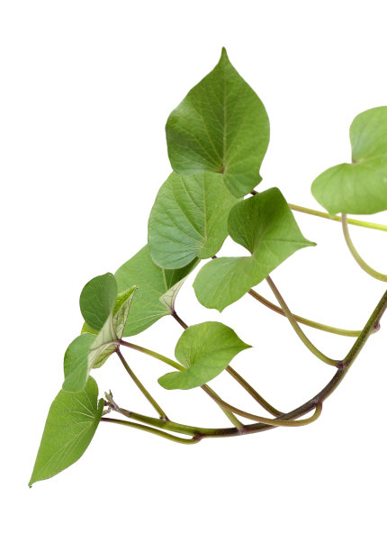 孤立的红薯叶子在白色的背景图片下载